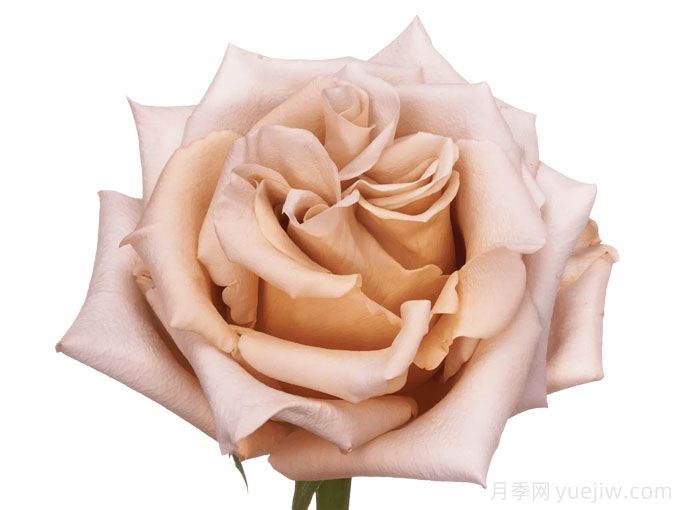 沙丘玫瑰月季(图1) 沙丘玫瑰月季(图1)