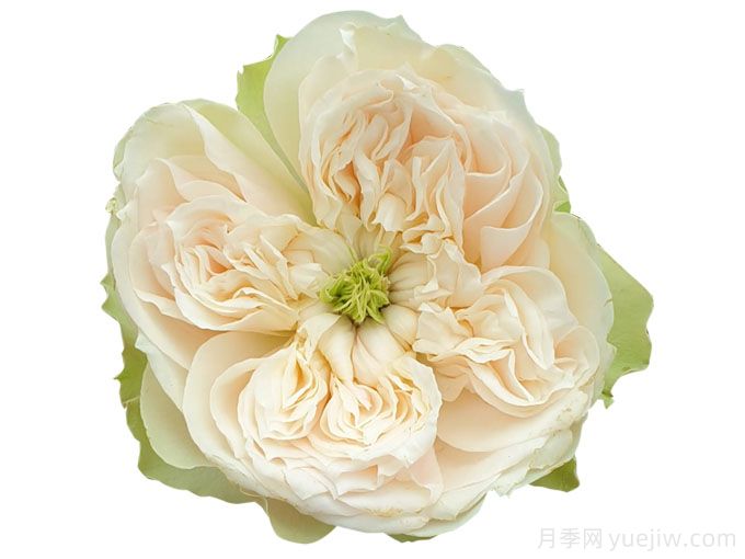 惠特比修道院月季(图2) 惠特比修道院月季(图2)