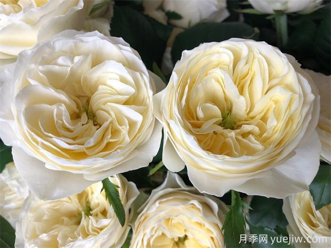 白色珊瑚心月季/白色呜呜祖拉(图1)