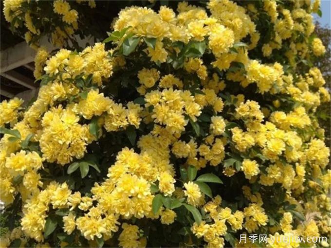 养一棵黄木香，花朵娇艳，香气醇厚(图1)
