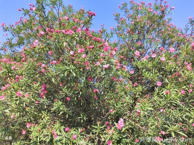 200种园林植物识别、应用与养护(图3) 200种园林植物识别、应用与养护(图3)