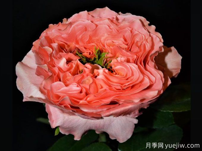 柑橘激情月季/柑橘爆炸(图1)