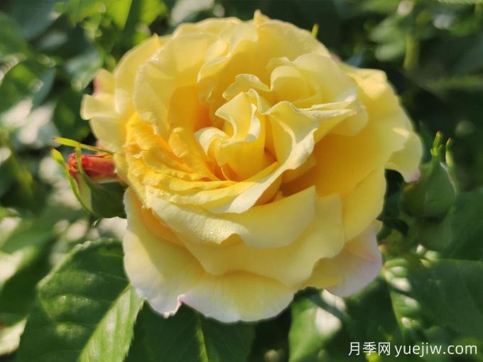 光之女王露西亚(图1) 光之女王露西亚月季(图1)