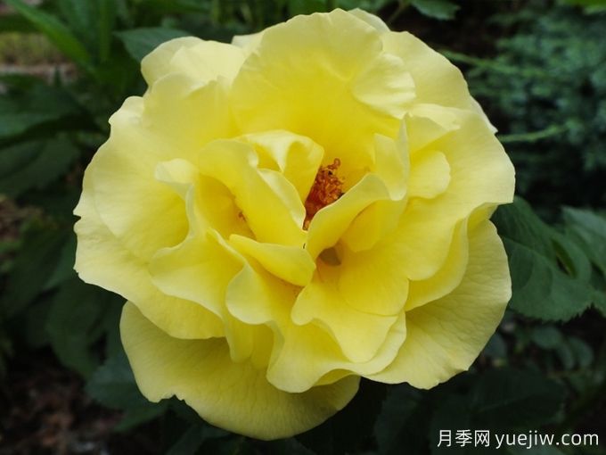 光之女王露西亚(图2) 光之女王露西亚月季(图2)