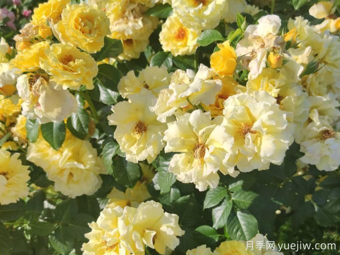 光之女王露西亚(图3) 光之女王露西亚月季(图3)