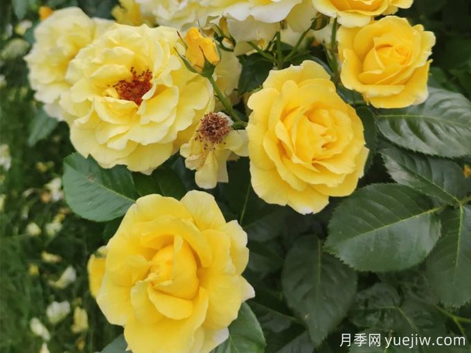 光之女王露西亚(图4) 光之女王露西亚月季(图4)