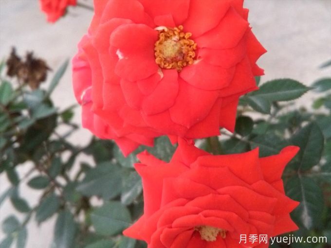 红颜月季(图1) 红颜月季(图1)