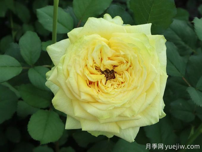 乡村蝴蝶月季(图1)