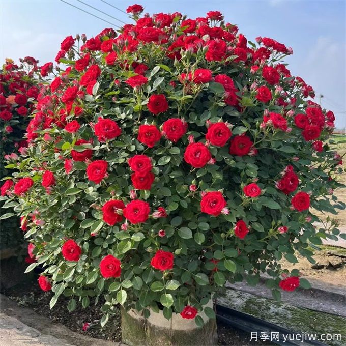 中国月季交易网,月季图片,了解月季就在月季网(图2) 中国月季交易网,月季图片,了解月季就在月季网(图2)