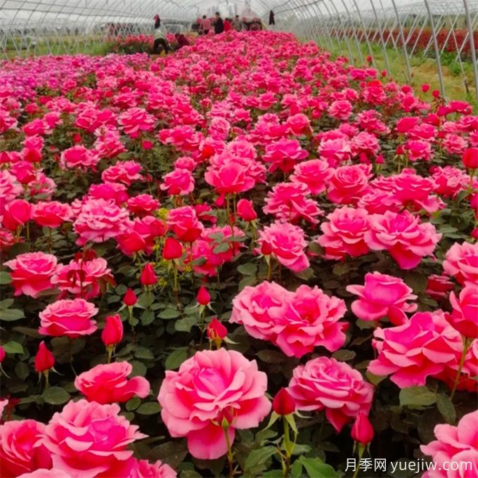 中国月季交易网,月季图片,了解月季就在月季网(图4) 中国月季交易网,月季图片,了解月季就在月季网(图4)
