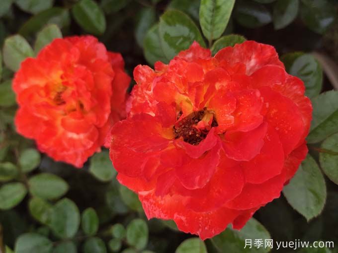 月季花的三大作用 南阳月季树嫁接方法(图1)