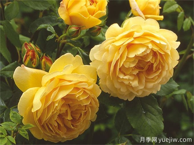 盘点10个最香的月季花品种(图2)