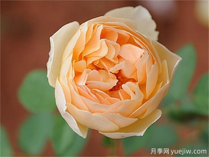 盘点10个最香的月季花品种(图4)