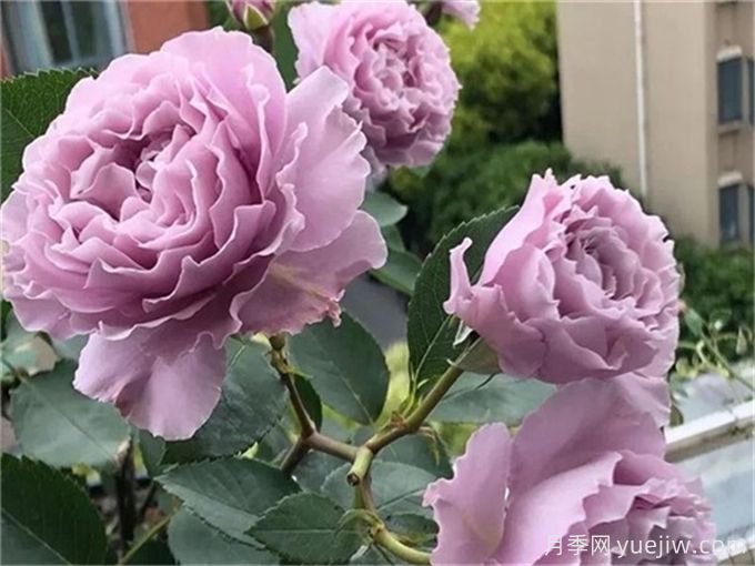 盘点10个最香的月季花品种(图6)