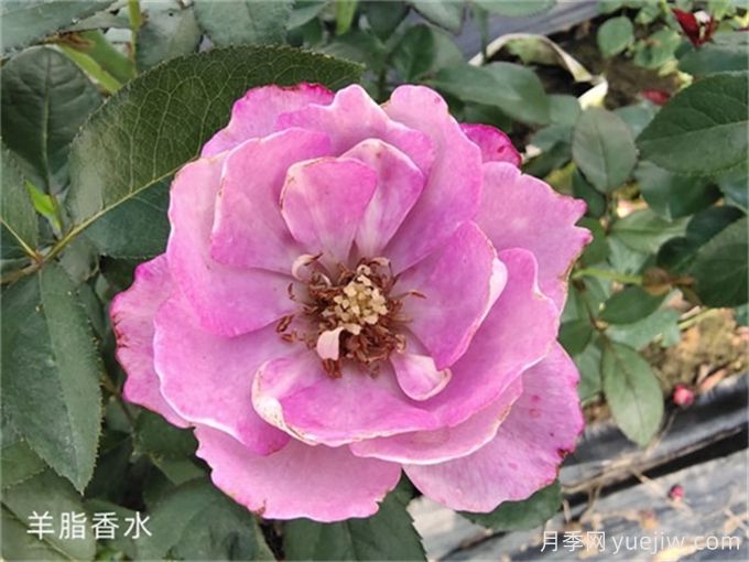 盘点10个最香的月季花品种(图7)
