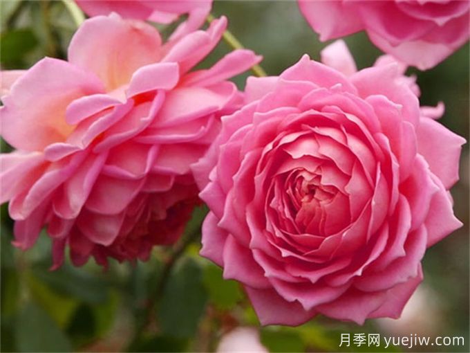 盘点10个最香的月季花品种(图8)