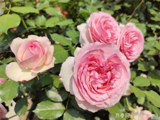 推荐耐寒的十大藤本月季，零下20度不怕(图4)