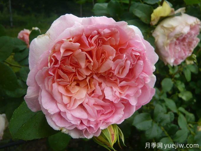 推荐耐寒的十大藤本月季,零下20度不怕(图10) 推荐耐寒的十大藤本月季,零下20度不怕(图10)