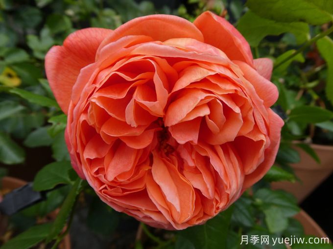 推荐耐寒的十大藤本月季,零下20度不怕(图9) 推荐耐寒的十大藤本月季,零下20度不怕(图9)