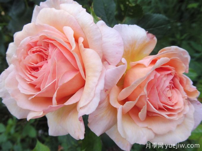 推荐耐寒的十大藤本月季,零下20度不怕(图8) 推荐耐寒的十大藤本月季,零下20度不怕(图8)