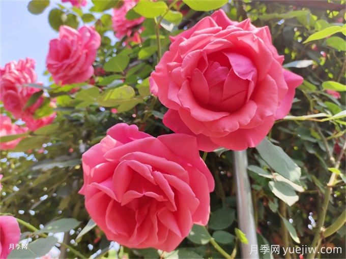 月季:花中皇后,月月花开月月红(图1) 月季:花中皇后,月月花开月月红(图1)