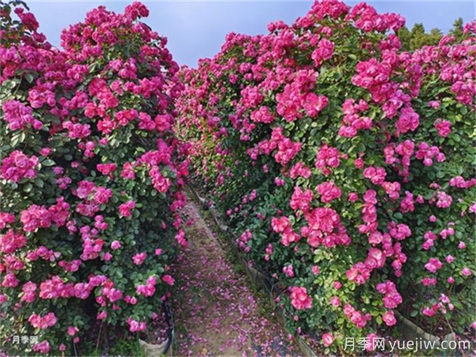 月季:花中皇后,月月花开月月红(图2) 月季:花中皇后,月月花开月月红(图2)