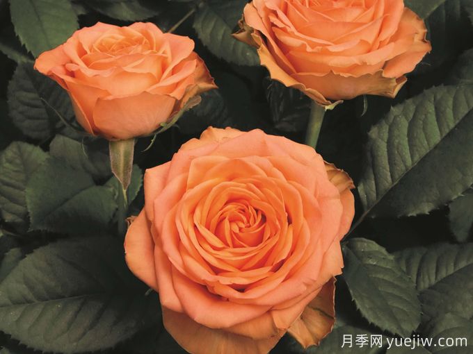 乡村家园月季(图2)