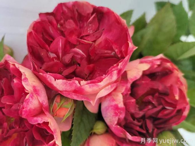 火莲果汁月季(图1) 火莲果汁月季(图1)