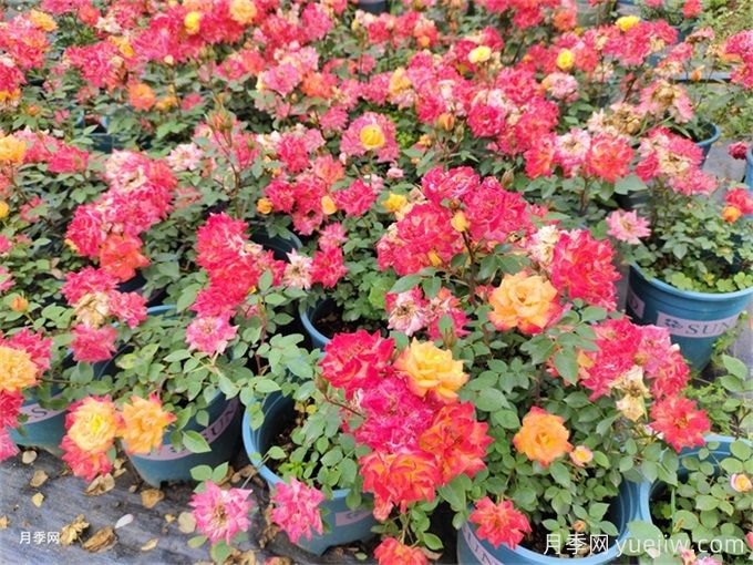河南南阳月季批发价格_基地图片_月季产地报价表(图3)