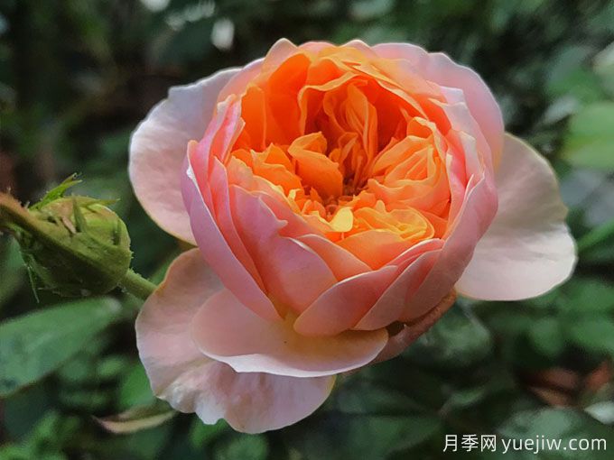 4种花期超长的月季花，养一盆长期有花赏(图1)