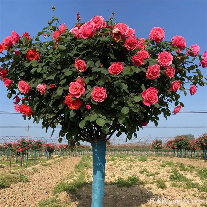 月季花期可以施肥吗?应该施什么肥呢?(图1) 月季花期可以施肥吗?应该施什么肥呢?(图1)