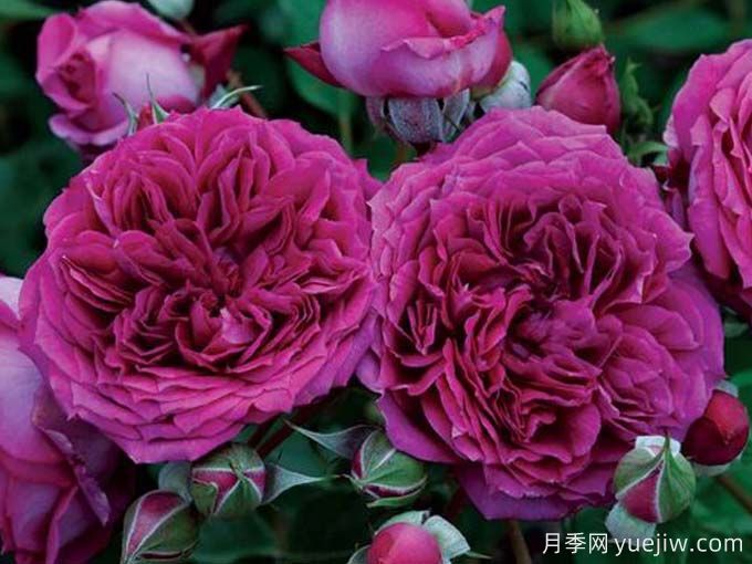 无双月季/独一无二月季(图1) 无双月季/独一无二月季(图1)