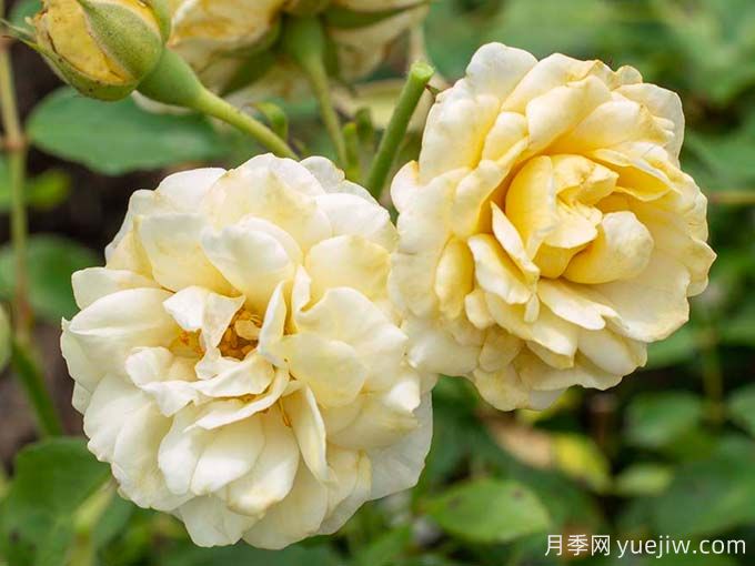 奶油漂流月季/黄油漂流月季(图1) 奶油漂流月季/黄油漂流月季(图2)