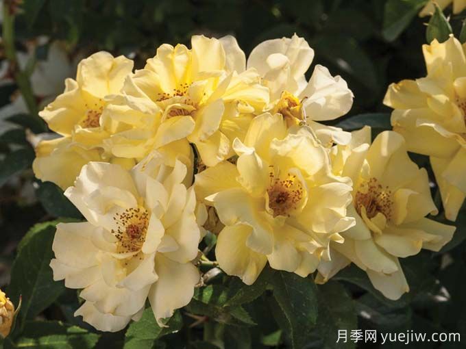 柠檬漂流月季(图1) 柠檬漂流月季(图2)