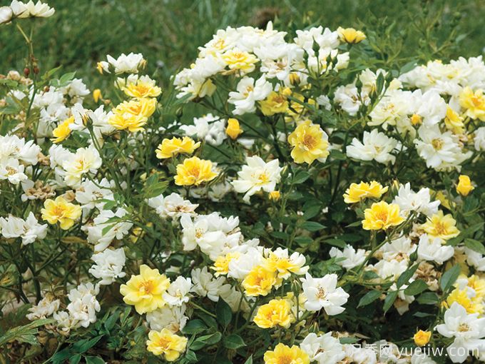 柠檬漂流月季(图2) 柠檬漂流月季(图3)