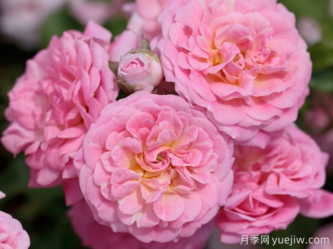 甜蜜漂流月季(图1)