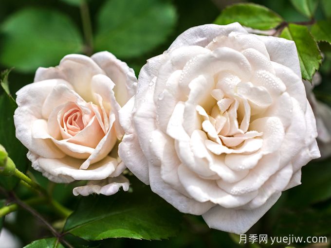 白色漂流(图1) 白色漂流月季(图1)