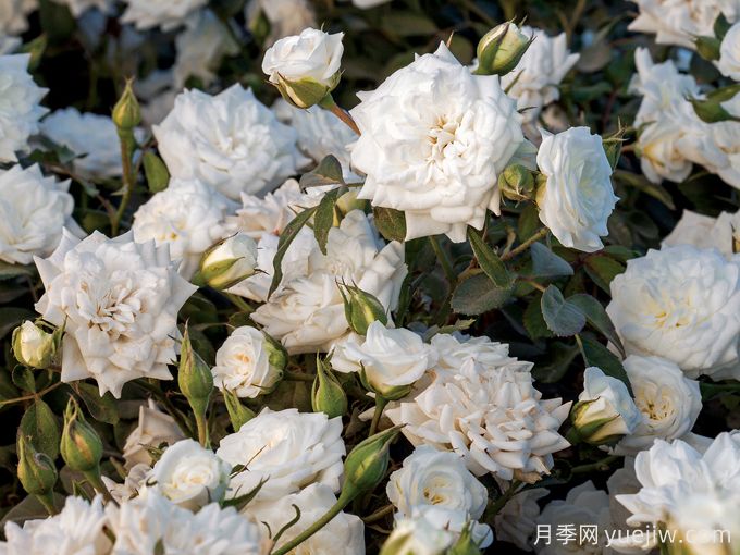 白色漂流(图2) 白色漂流月季(图2)
