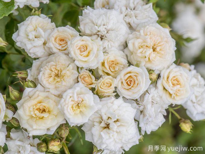 白色漂流(图3) 白色漂流月季(图3)