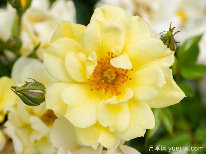 柠檬漂流月季(图1) 柠檬漂流月季(图1)