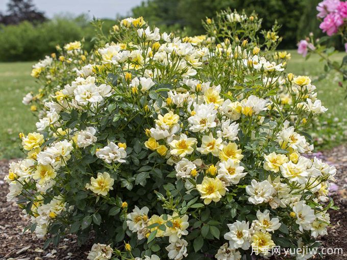 柠檬漂流月季(图4) 柠檬漂流月季(图4)