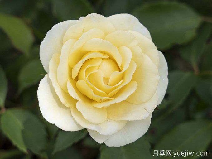 奶油漂流月季/黄油漂流月季(图1) 奶油漂流月季/黄油漂流月季(图1)