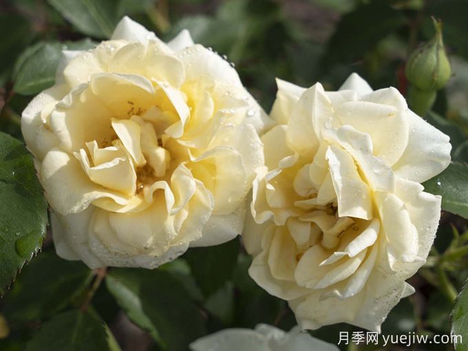 奶油漂流月季/黄油漂流月季(图3) 奶油漂流月季/黄油漂流月季(图3)