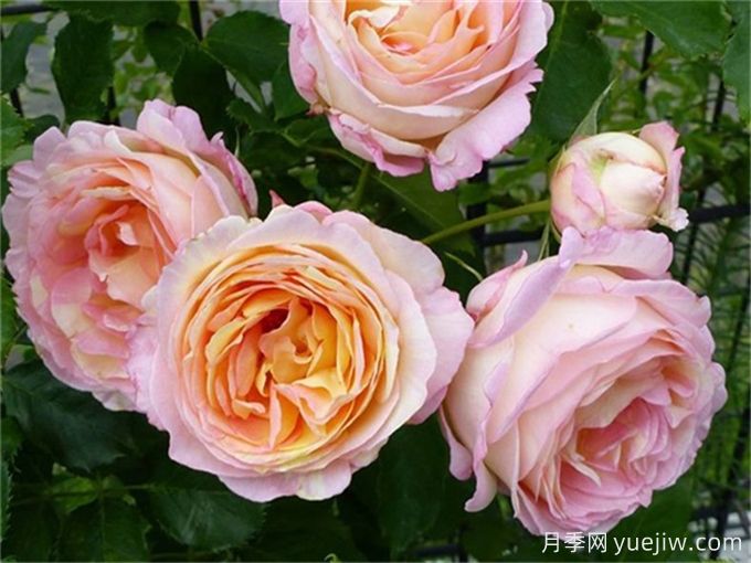 25款罕见会变色的月季,一朵花能开出黄、粉两种颜色。新手推荐-许木木月季(图1) 25款罕见会变色的月季品种,欣赏黄粉两色同现(图1)
