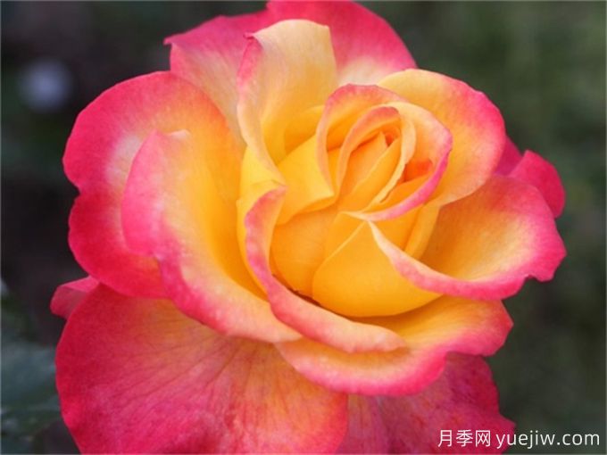 25款罕见会变色的月季,一朵花能开出黄、粉两种颜色。新手推荐-许木木月季(图2) 25款罕见会变色的月季品种,欣赏黄粉两色同现(图2)
