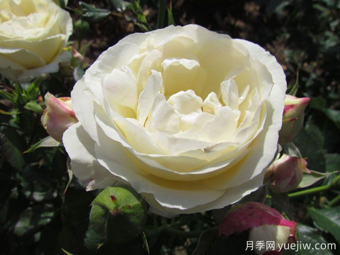 25款罕见会变色的月季品种,欣赏黄粉两色同现(图3) 25款罕见会变色的月季品种,欣赏黄粉两色同现(图3)