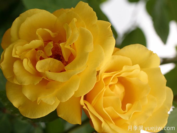 金门月季/金色大门(图1)