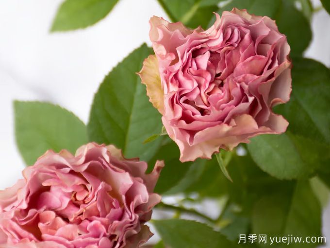 落日余晖月季(图2) 落日余晖月季(图2)