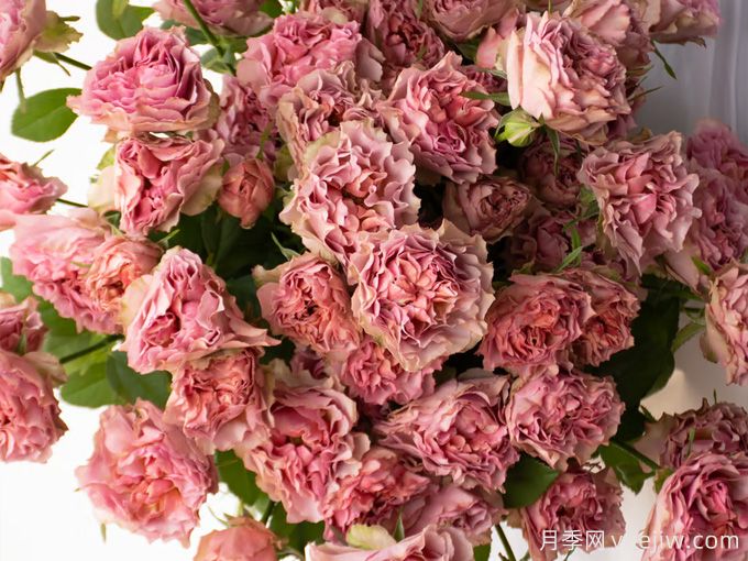 落日余晖月季(图3) 落日余晖月季(图3)