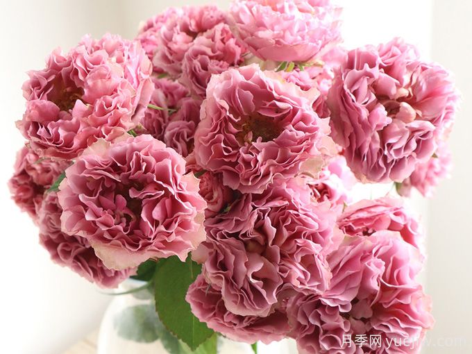 落日余晖月季(图1) 落日余晖月季(图1)